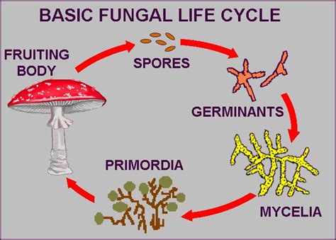 Mycology ~ Study of Biological Science