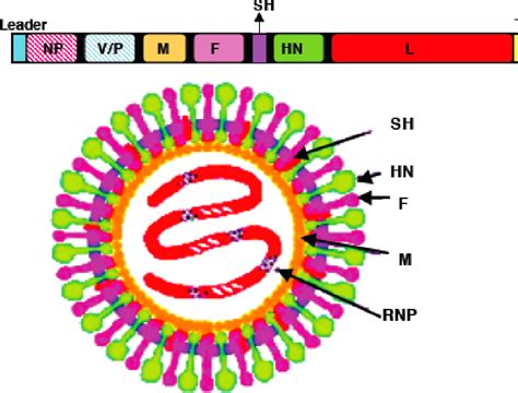 Figure 1 2 From The Roles Of Large L Gene Of Parainfluenza Virus 5 In