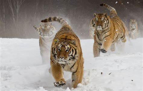 Tigers Nature Landscape Siberian Tiger Running Hd Wallpaper