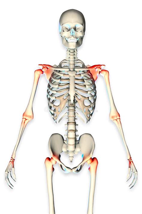 3d Rendered Illustration Of A Male Skeleton Stock Illustration