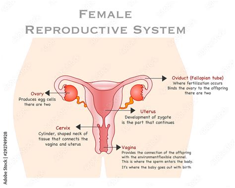 Women Reproductive System Female Organs Reproduction Anatomy