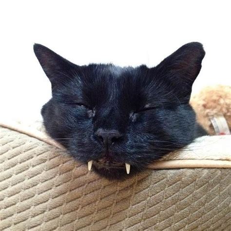 You can see from the picture that moira's mouth is oddly shaped. This Vampire Cat Totally Slays At Being Adorable | HuffPost