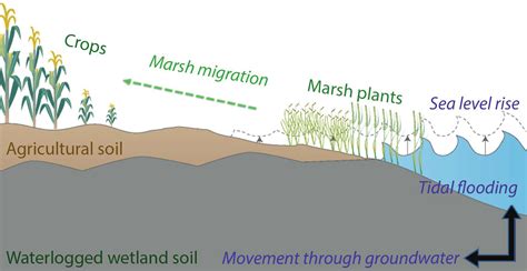 Saltwater Intrusion A Growing Threat To Coastal Agriculture Usda