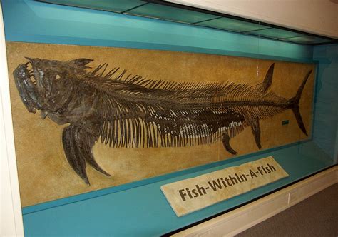 Scientists from glasgow, oxford and the united states have identified fossil evidence which shows the fish existed between 66 and 172. Palaeocast | Palaeontology podcasts