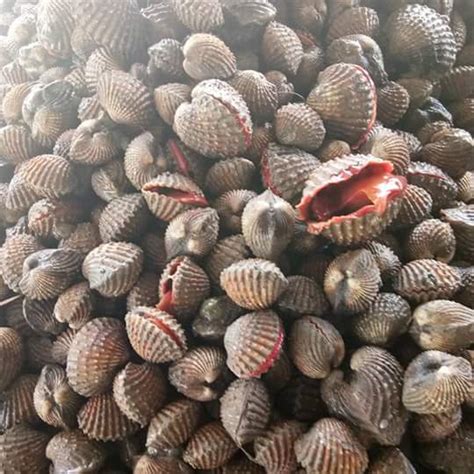 Puisi adalah satu diantara bentuk karya sastra yang berfungsi sebagai pengungkap perasaan dari penyair. D' Qasih: ANTARA JENIS2 SIPUT LAUT DI UTARA