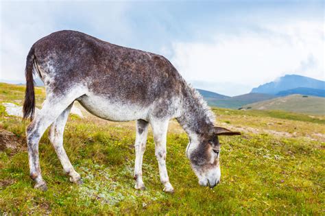 Grey Donkey Portrait Stock Image Image Of Gray Fertile 69728093