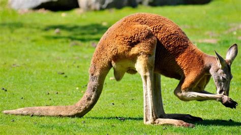 45 Interesting Facts About Kangaroos The Australian Mammal Factins