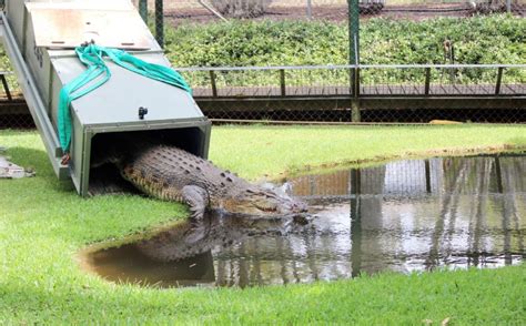 New Crocodile Munga Arrives At Snakes Downunder Bundaberg Now