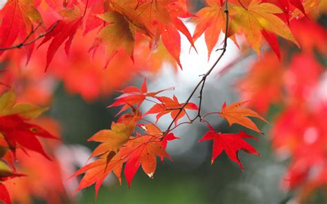 High Definition Desktop Wallpaper Of Leaves Image Of Autumn Nature