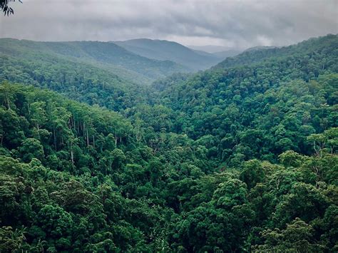 The Amazon Rainforest Reality Beyond Myth Museum Bible Tours