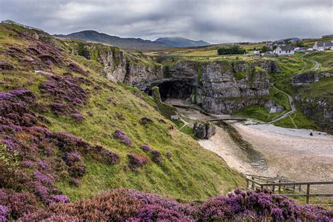 Purple Heather On The Cliffs Above Smoo Cave Near Durness Which Has One
