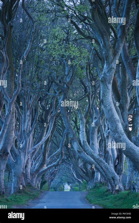 Uk Northern Ireland County Antrim Ballymoney The Dark Hedges Tree