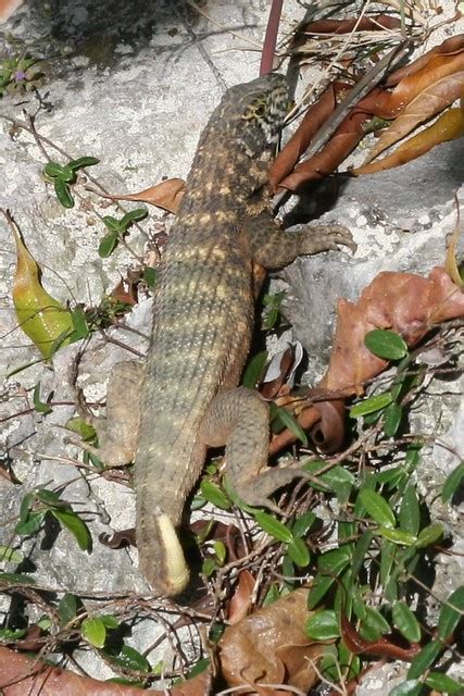 Leiocephalus Carinatus Yellow Curly Tail Lizard Flickr Photo Sharing