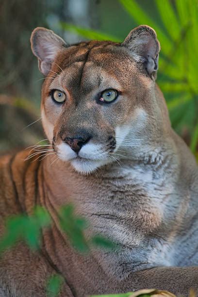 Check spelling or type a new query. Florida Panther Stock Photos, Pictures & Royalty-Free ...