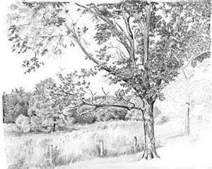 Graphite Pencil Drawings By Diane Wright Tree Drawing Landscape Pencil Drawings Nature Art