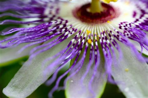 Passionflower Medicinal Uses Chestnut School Of Herbal