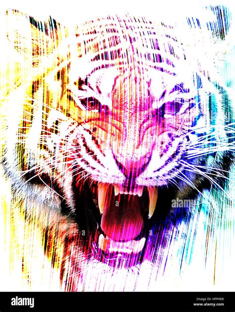 Angry Tiger Face Stock Photo Alamy