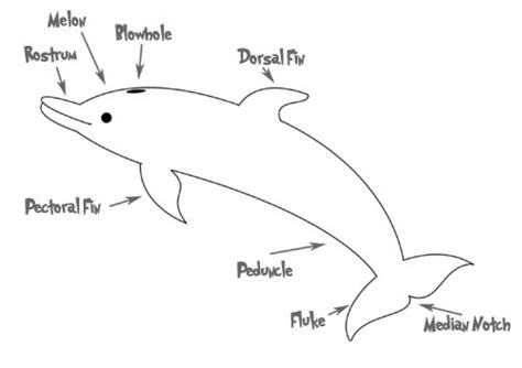 Know A Dolphins Body Parts Dolphin Communication Project