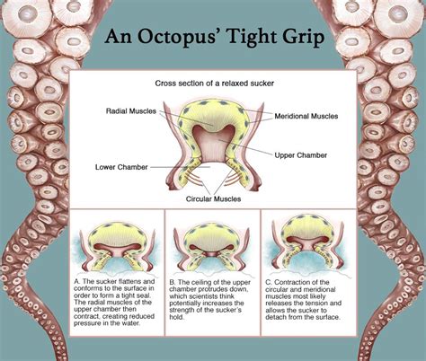 An Octopus Tight Grip Smithsonian Ocean