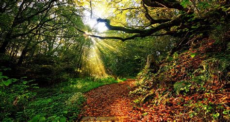 4k Free Download Sunlight On Forest Path Sunlight Forest Path