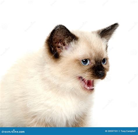 Cute Kitten Hissing Stock Image Image 20597101