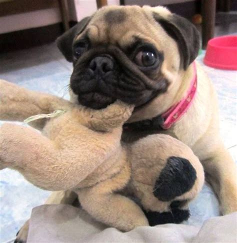 9 Reasons Why Pugs Make The Best Pets Sonderlives