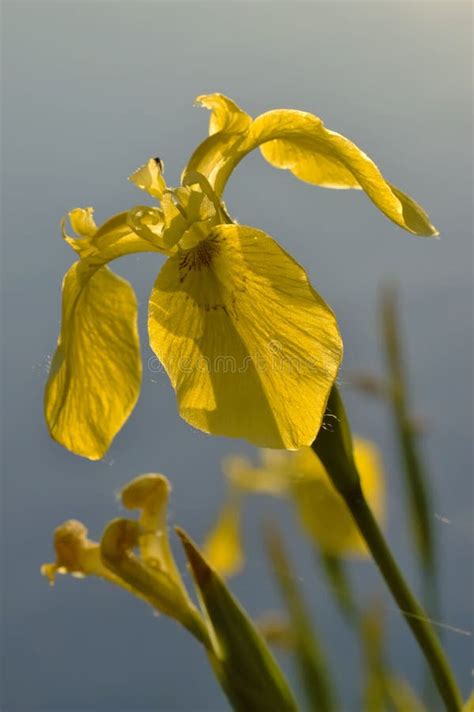 Iris Pseudacorus Yellow Flag Yellow Iris Water Flag Stock Photo