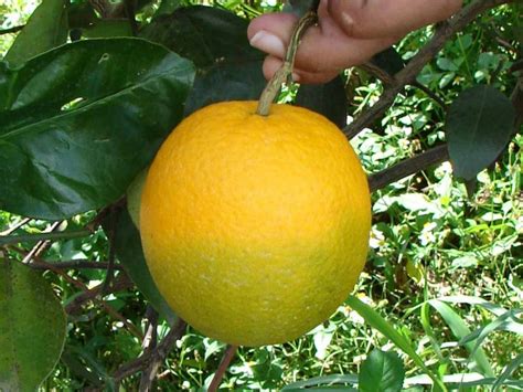 Sep 21 Citrus Greening Disease Facts And Myths With Qanda Zoom Meeting Sp