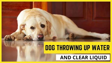 Dog Throwing Up Water And Clear Liquid🐶causes And Remedies Youtube