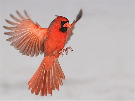 1920x1080px 1080p Free Download Cardinal In Flight F2 Red Graphy