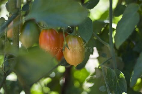 Tomatoes Ripening On A Vine Stock Image Image Of Horticulture