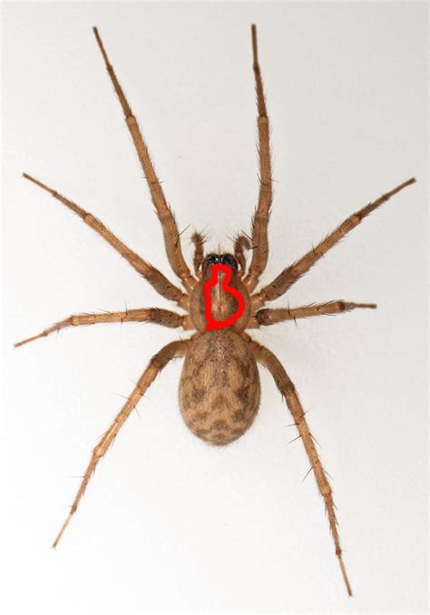 What Does A Brown Recluse Look Like