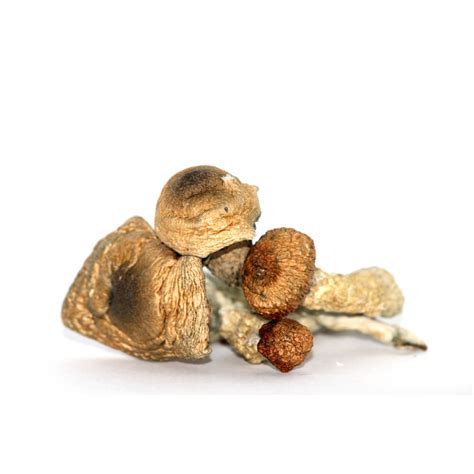 Melmac Dried Psilocybin Mushrooms Jj Meds