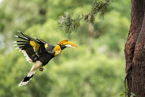How Far Do Hornbills Disperse Seeds