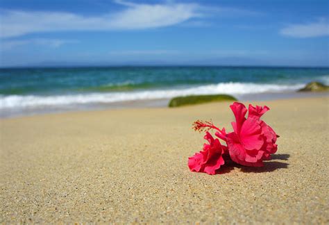 Tropical Flowers Beach