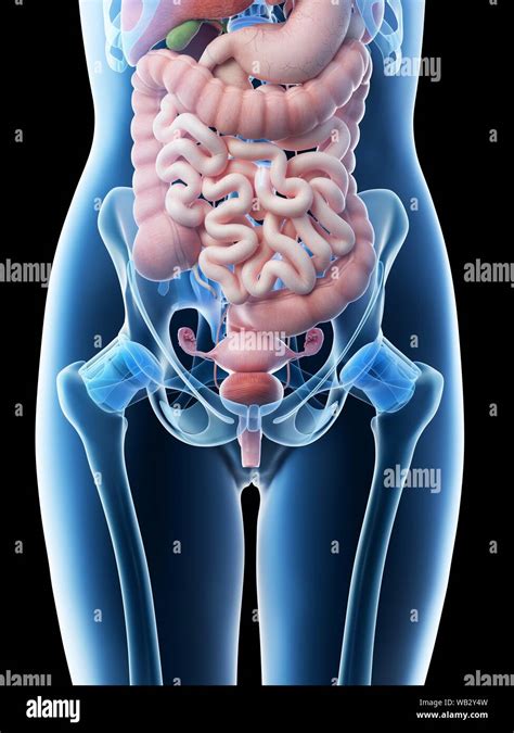 Female Abdominal Organs Computer Illustration Stock Photo Alamy