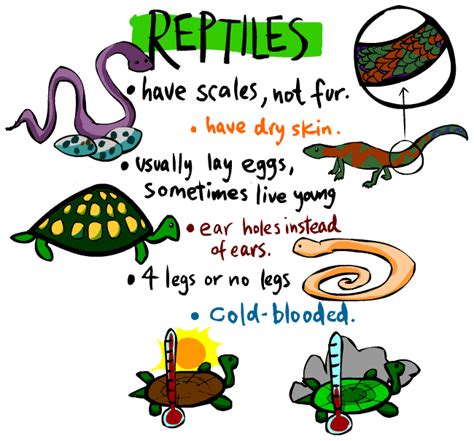 Kids Corner Reptile Page