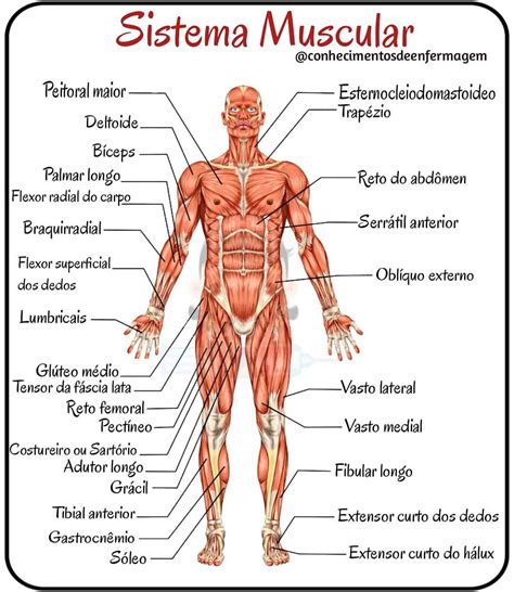 Sistema Muscular 📚 Conhecimentosdeenfermagem ⠀⠀⠀⠀⠀⠀⠀⠀⠀⠀⠀⠀⠀⠀⠀⠀⠀