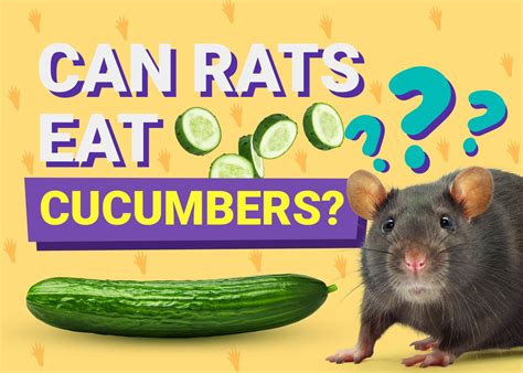 Can Rats Eat Cucumber? Vet Approved Facts & FAQs | Pet Keen