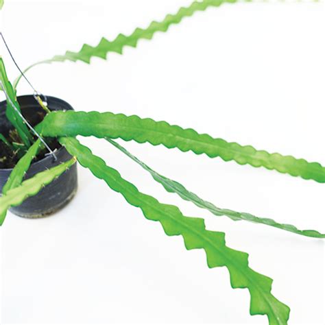 Fishbone cactus/ric rac cactus is looks like fish skelton bone. Ric Rac, Zigzag, Orchid Cactus, Fishbone or Cryptocereus ...