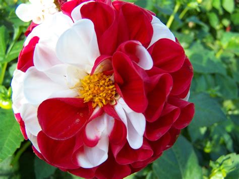 Red And White Flower Free Photo Download Freeimages