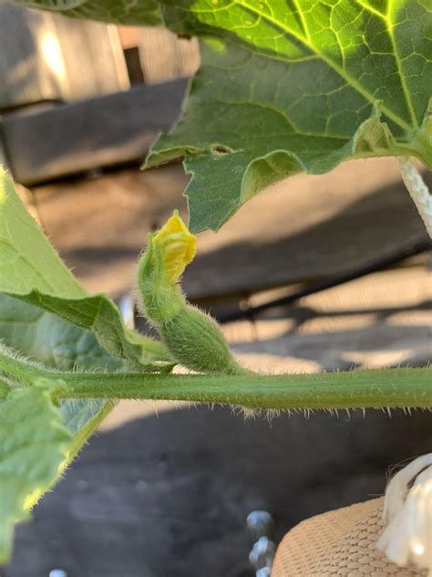 My First Ever Female Cantaloupe Flower I Have A Feeling Its Going To