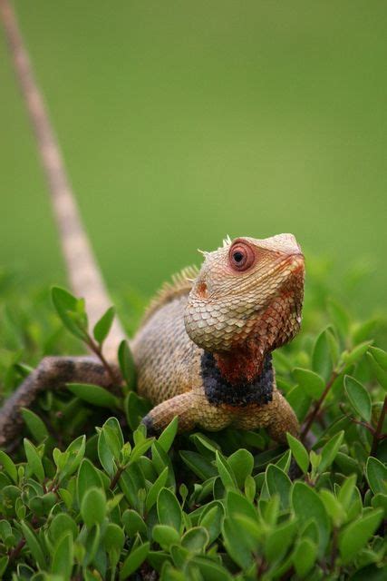 Mamallapuram Tamil Nadu India 2009 Animals Animals Wild Lizard