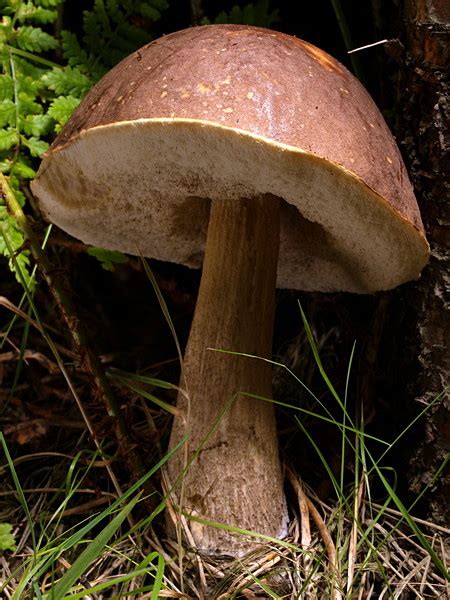 Brown Birch Bolete Mushroom Photographed By Roger Butterfield