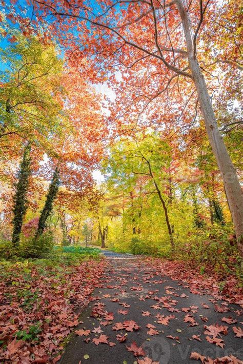 Beautiful Panoramic Autumn Forest Nature Vivid Landscape In Bright