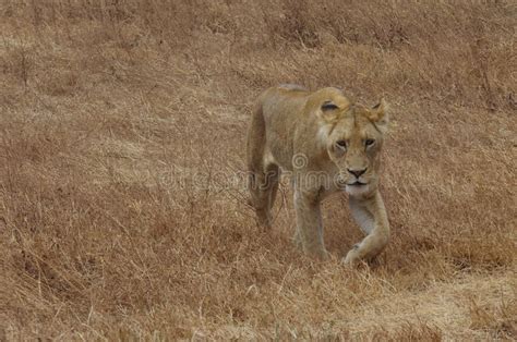 An African Lion Stock Photo Image Of Predator Wildlife 78500420