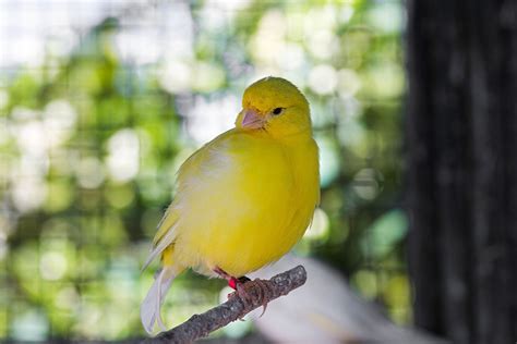Canary Varieties Canary Finches And Canaries Guide Omlet Uk