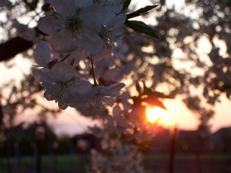 Cherry Blossom In The Sunset By Deirgderc On Deviantart