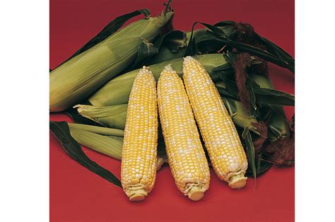 Delectable Treated F1 Corn Seed Johnnys Selected Seeds