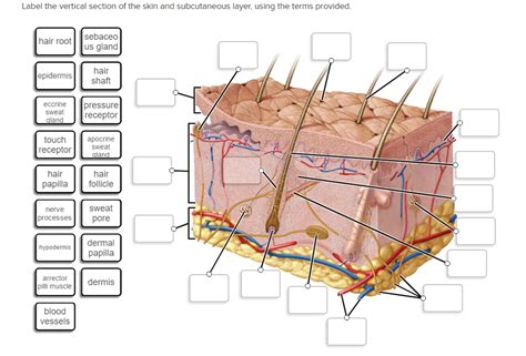 Labelled Pictures Of Human Skin Draw The Diagram Of Vertical Section
